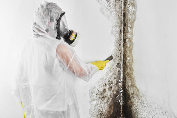 Best Commercial Mold Removal  in Garrett, WA