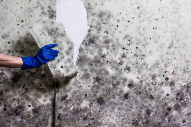 Best Mold Damage Repair  in Garrett, WA